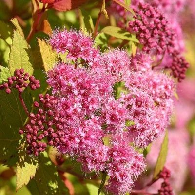 Спирея японская Меджик Карпет